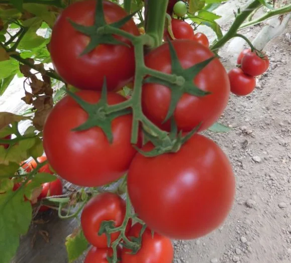 Неопределенный красный цвет высокая твердость томата