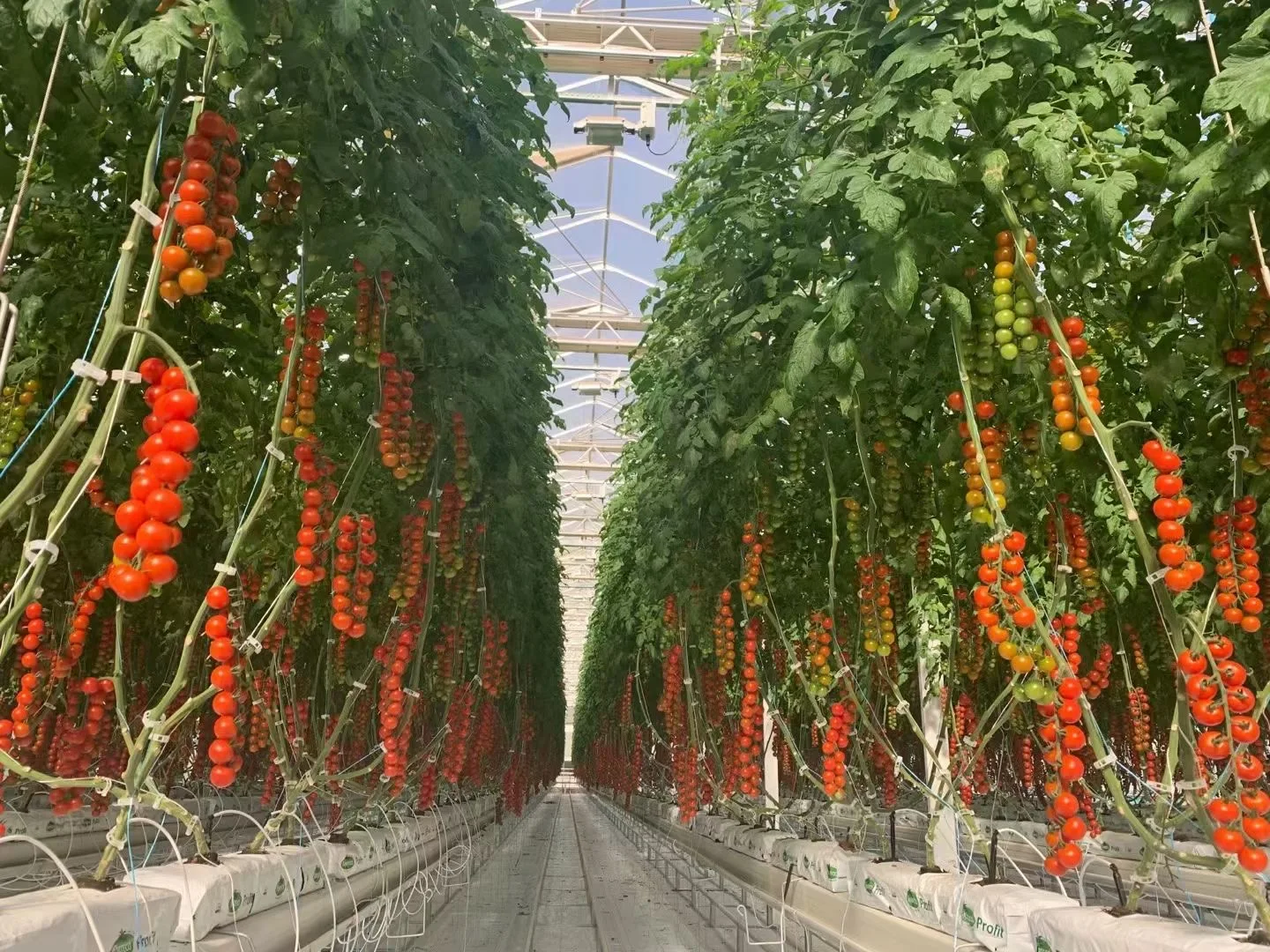Greenhouse Agricultural Commercial NFT lettuce cultivation Hydroponics System for Film Green House