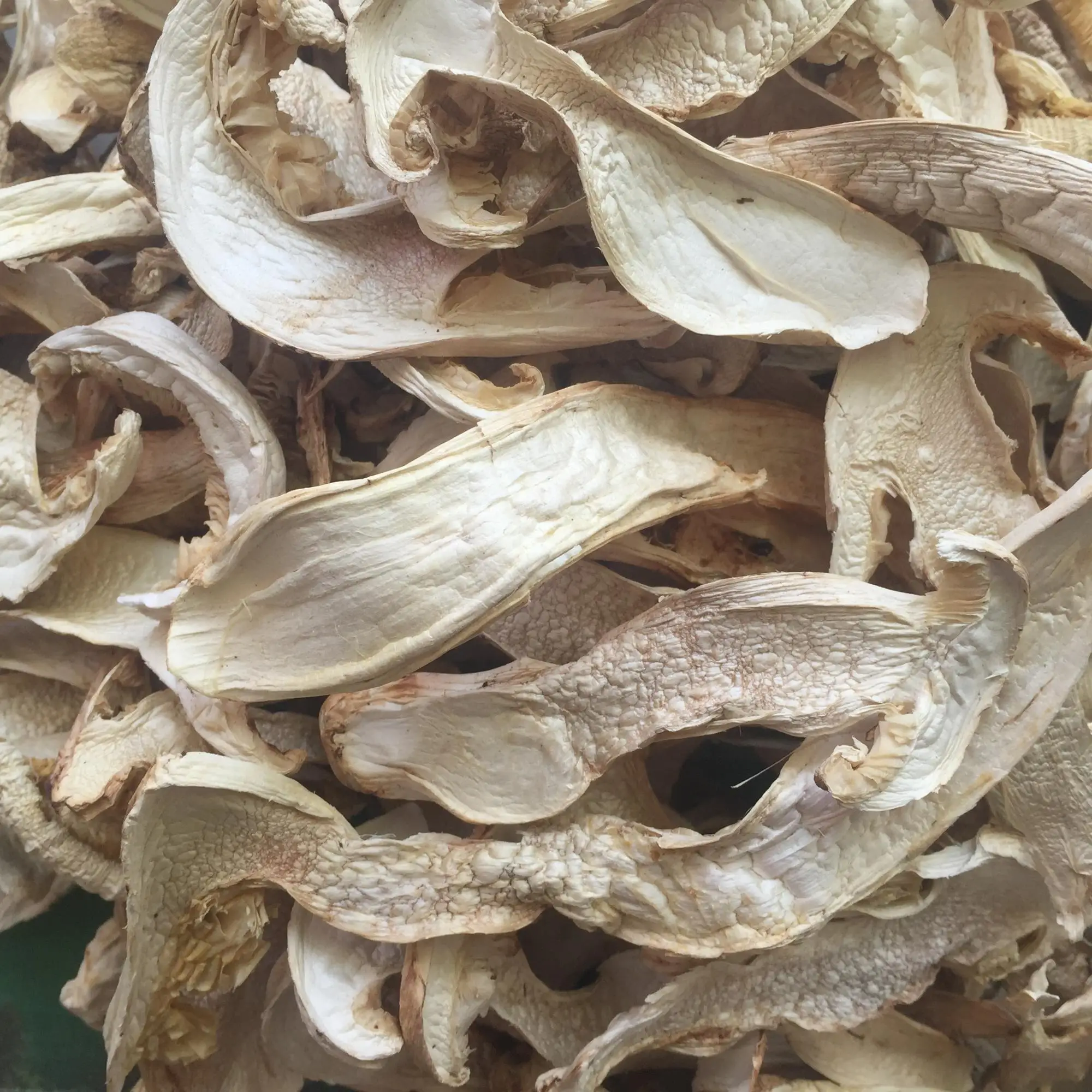 Export Wild Pine Mushroom wholesale Wild matsutake freeze dried