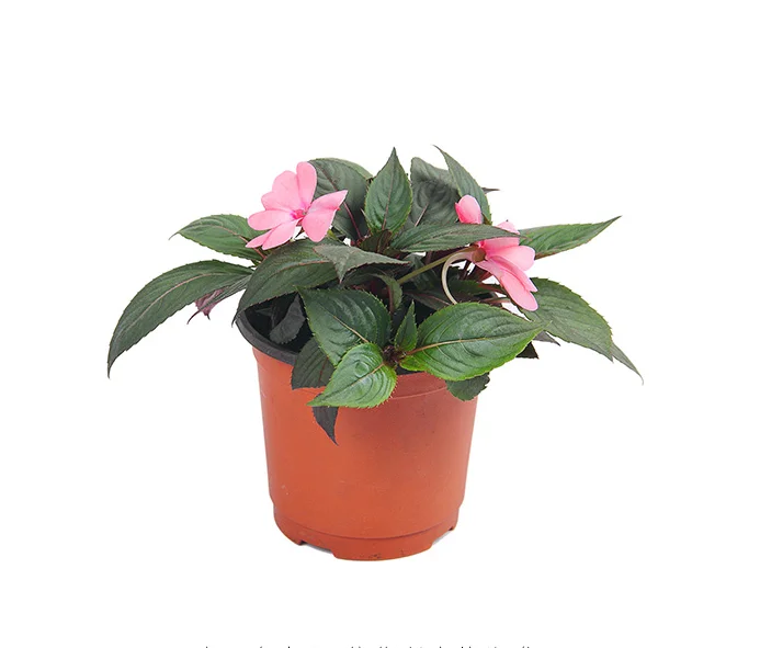 cultivatation appliance