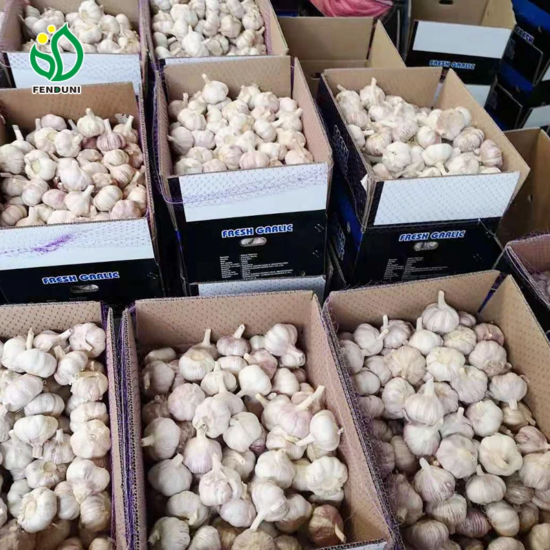 China organic 45mm-50mm fresh ajos chino fresh garlic supplier 10kg box garlic with high quality
