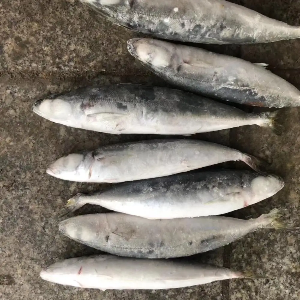 Замороженная круглая скумбрия, тайский рынок
