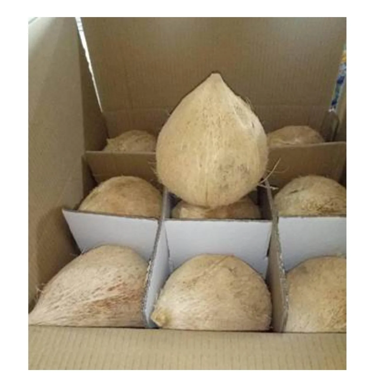 One Year Shell Life Semi Husked Coconut From Vietnam High Quality - Best Price for Export Origin From Vietnam