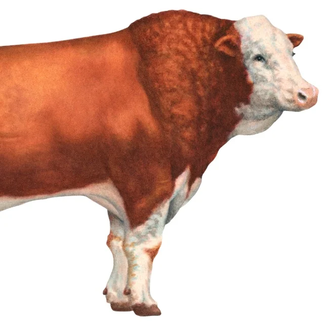 
Hot Sales Bulls Simmental Dairy Cattle For Sell 