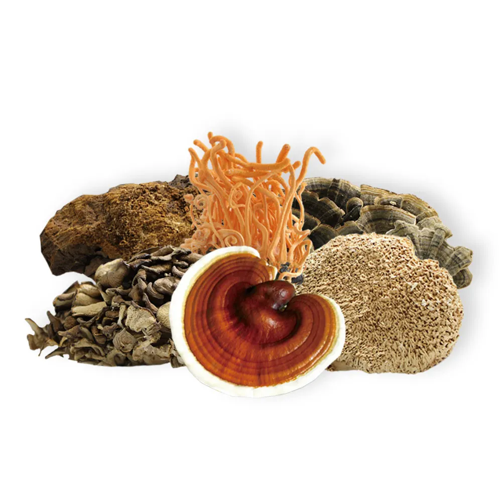 OEM Herbal 7 in 1 Mushroom Mix Extract Powder for Selling