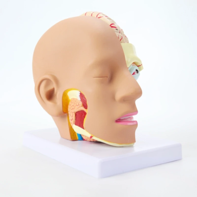 anatomical model of human head with brain model 4 parts hospital teaching human head with cerebral artery model