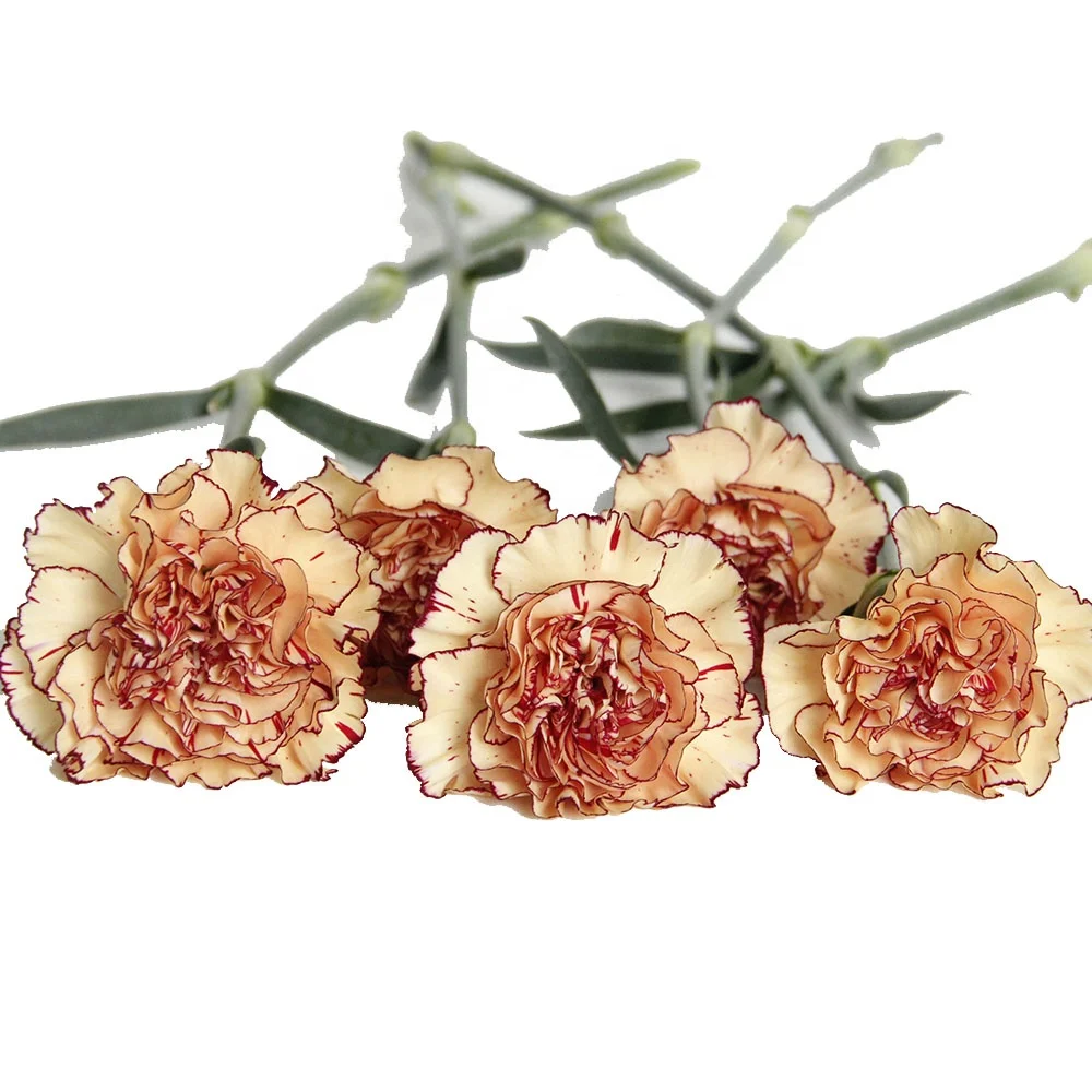 20pcs/pack Kunming Yunnan China Bulk Export Plant Carnation Fresh Cut Flower for Decoration