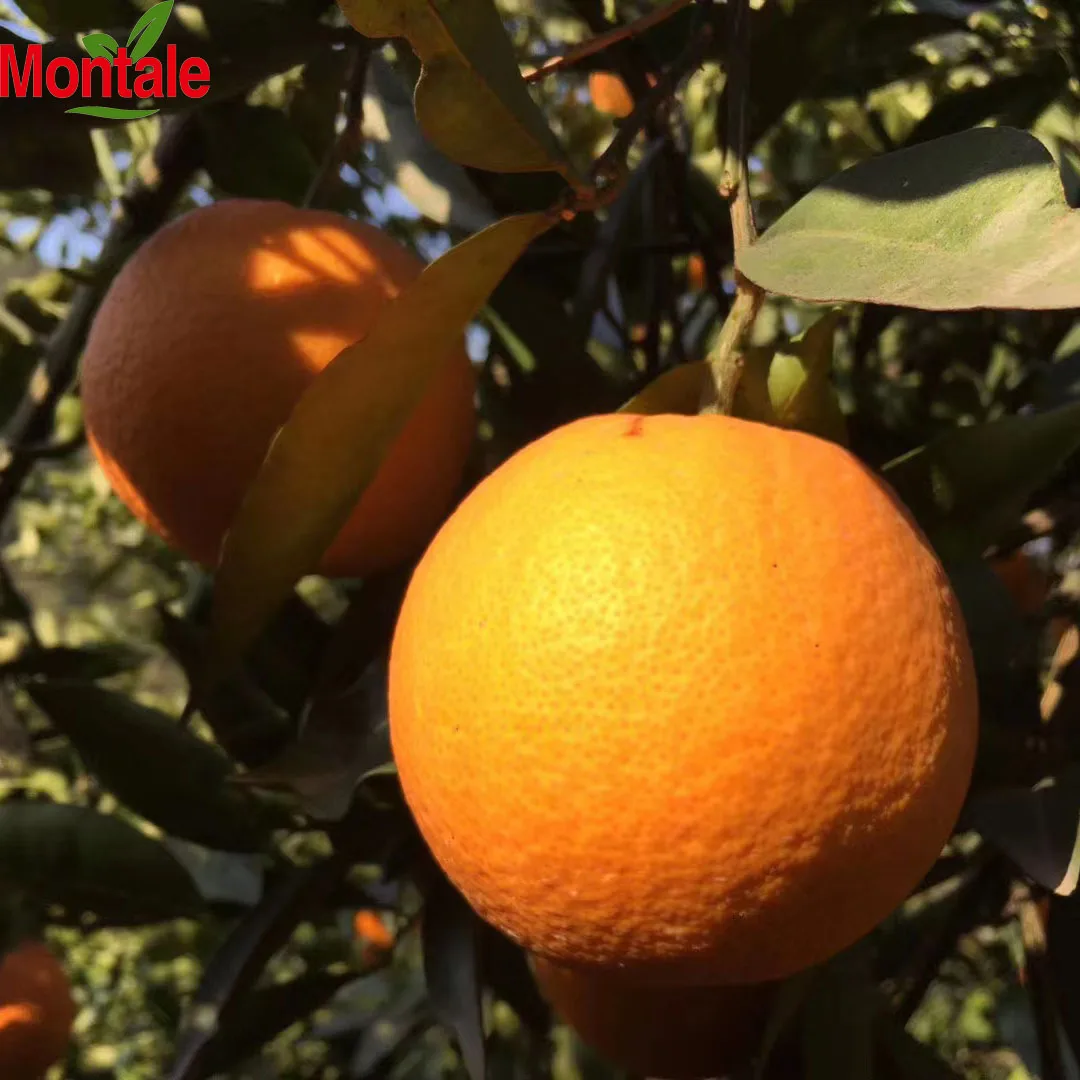 Exporting navel orange and China orange fresh fruits newhall