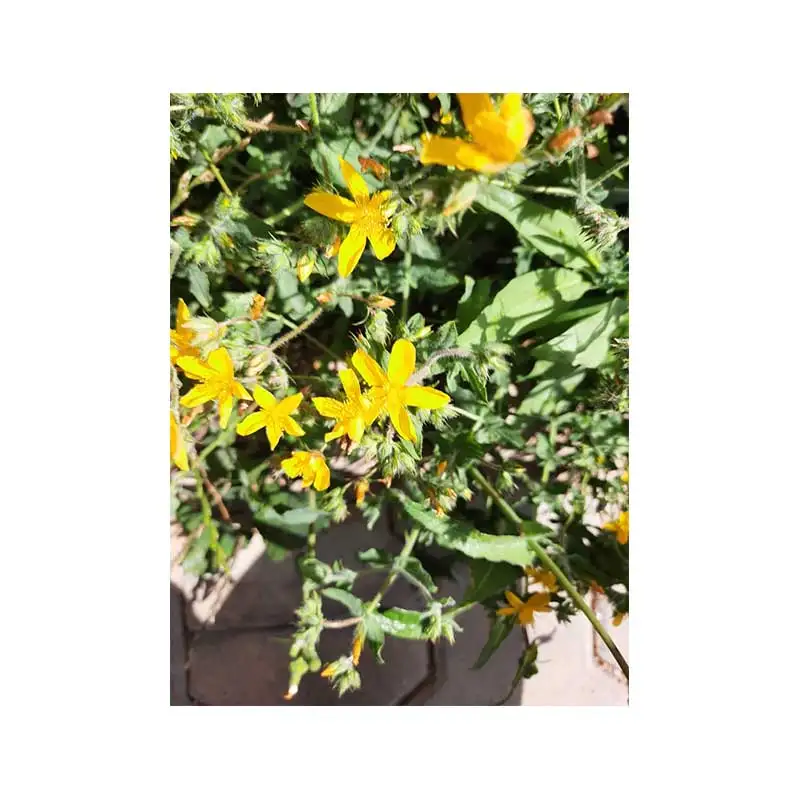 Wholesale Dried Fruit Herbal Tea with Herb Millepertium perforatum