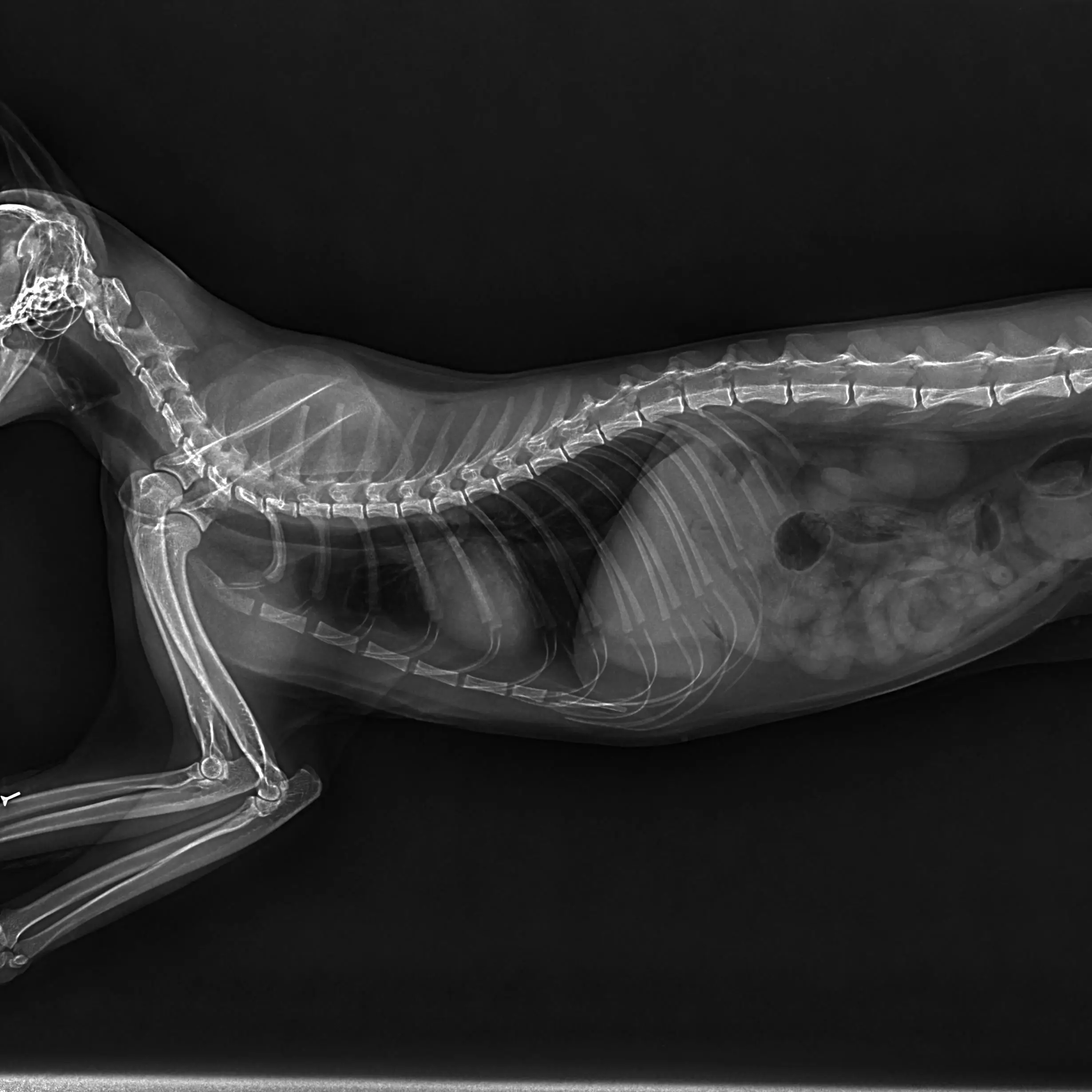 digital Vet X Ray Equipment Animal Pet Veterinary X-ray Machine for Dog