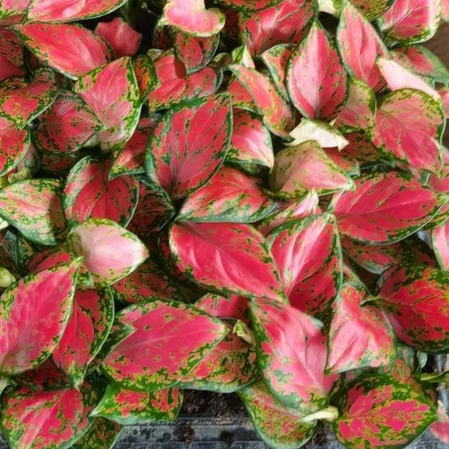 Wholesale factory plug seedlings aglaonema Rich Red South Korea other agricultural products