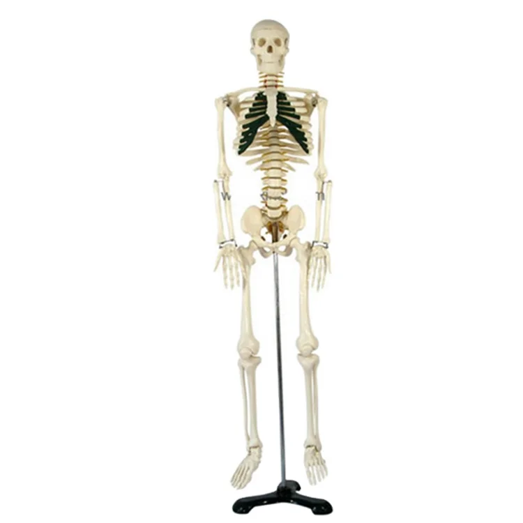BIX-A1004 Good price Anatomy Full Body Anatomical Skeleton with Spinal Nerve 85CM