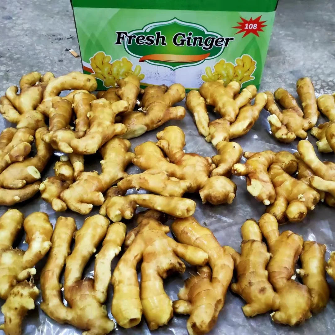 hot sale Chinese fresh ginger water washed fresh ginger factory price fresh ginger