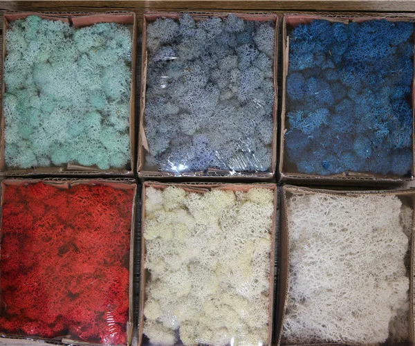 Multicolored Preserved Moss Wreath Natural Fresh DIY Home Decorative Plant Wall Beautiful for Graduation Gifts