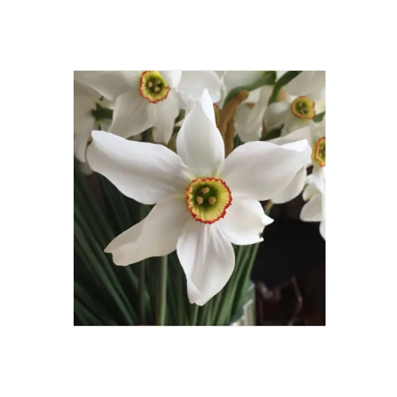 Daffo Spring flowering Cottage Garden bulb collection China Town Iris hollandica Carmen Allium roseum garden flower kit pack