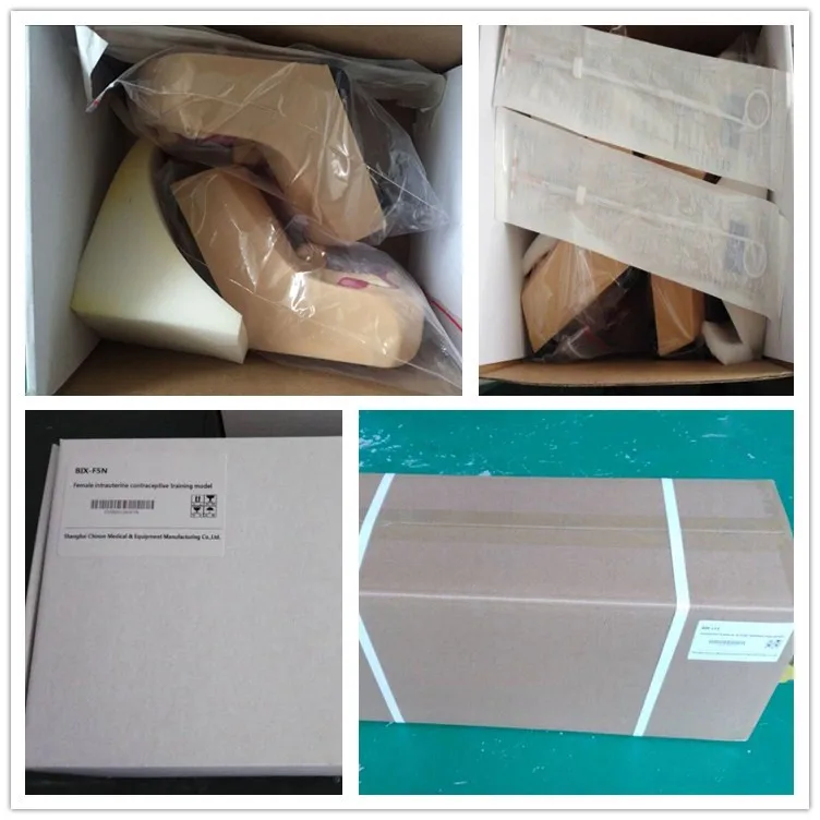 BIX-F5N medical science Female Intrauterine Contraceptive Training Model for Disease Demonstration Medical Teaching Tool