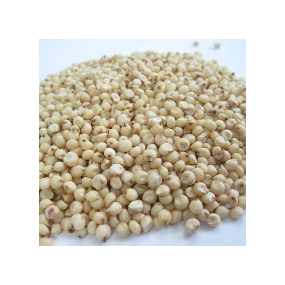 BEST quality Organic white sorghum seeds high grade good quality healthy food raw available in bulk quantity at wholesale price