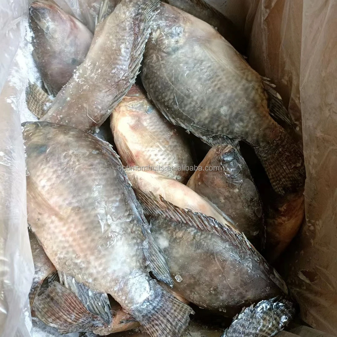 China Tilapia Producers Frozen  Fish Tilapia / Tilapia 200-300g and 500 - 800 g