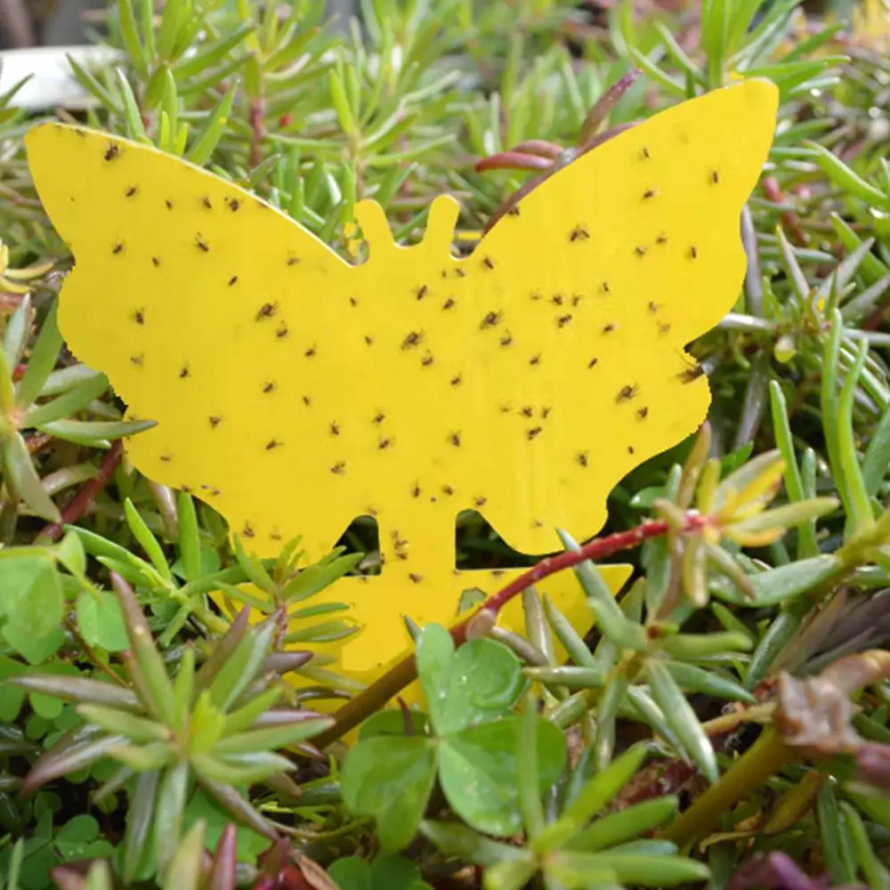 
Fungus Gnats Insect Dual Sided Catcher Plant For Aphids Strong Glue Non Toxic Sticky Traps Yellow Pest Control Garden Fruit Fly 