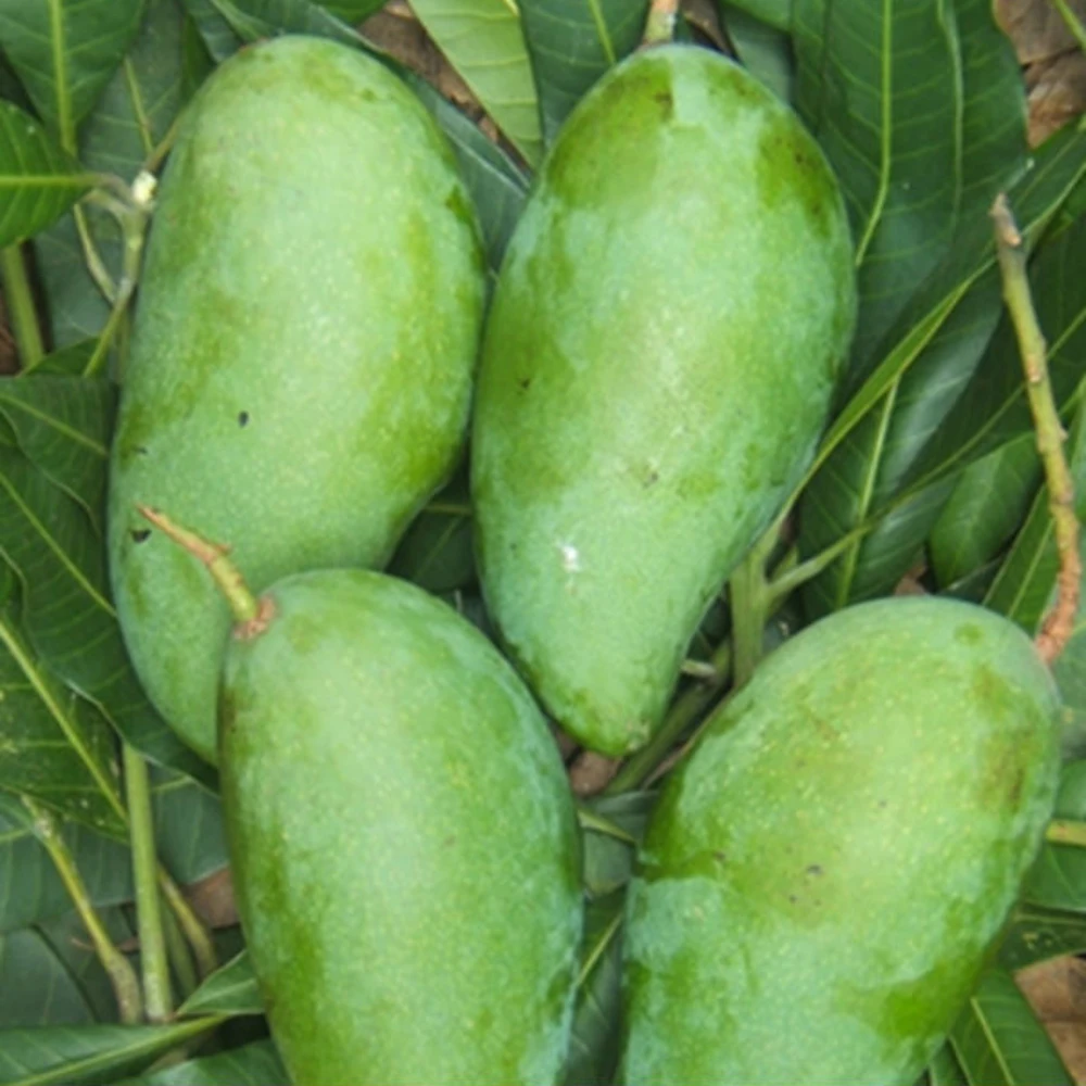 
Sweet And Light Sour Taste 70 - 90% Maturity Fresh Deo Mango Flat Seed Mango From Dong Thap, Viet Nam 