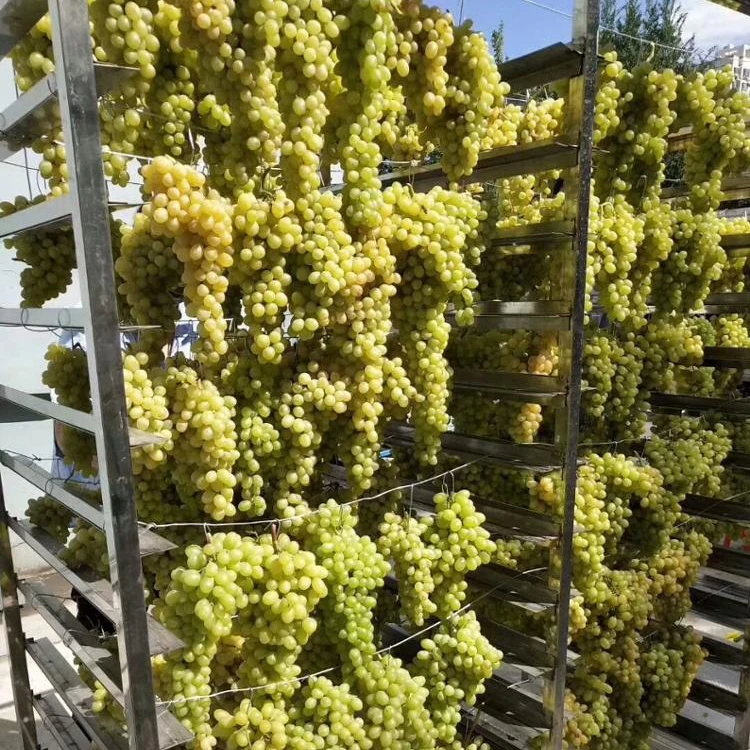 
Commercial Fruit and Vegetable Dryer / Grape Dryer / Kiwi Drying Machine 