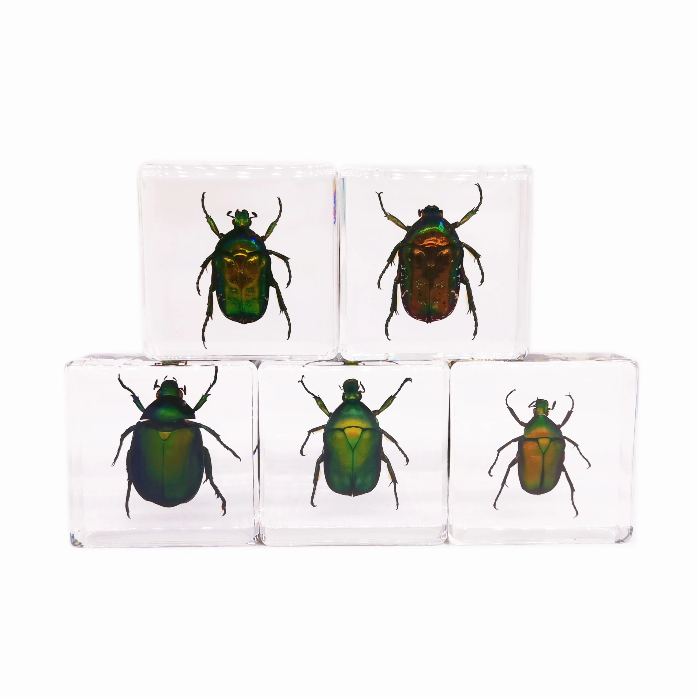 Хранение красоты природы, «насекомые в смоле», подарок на день рождения, образцы настоящих насекомых