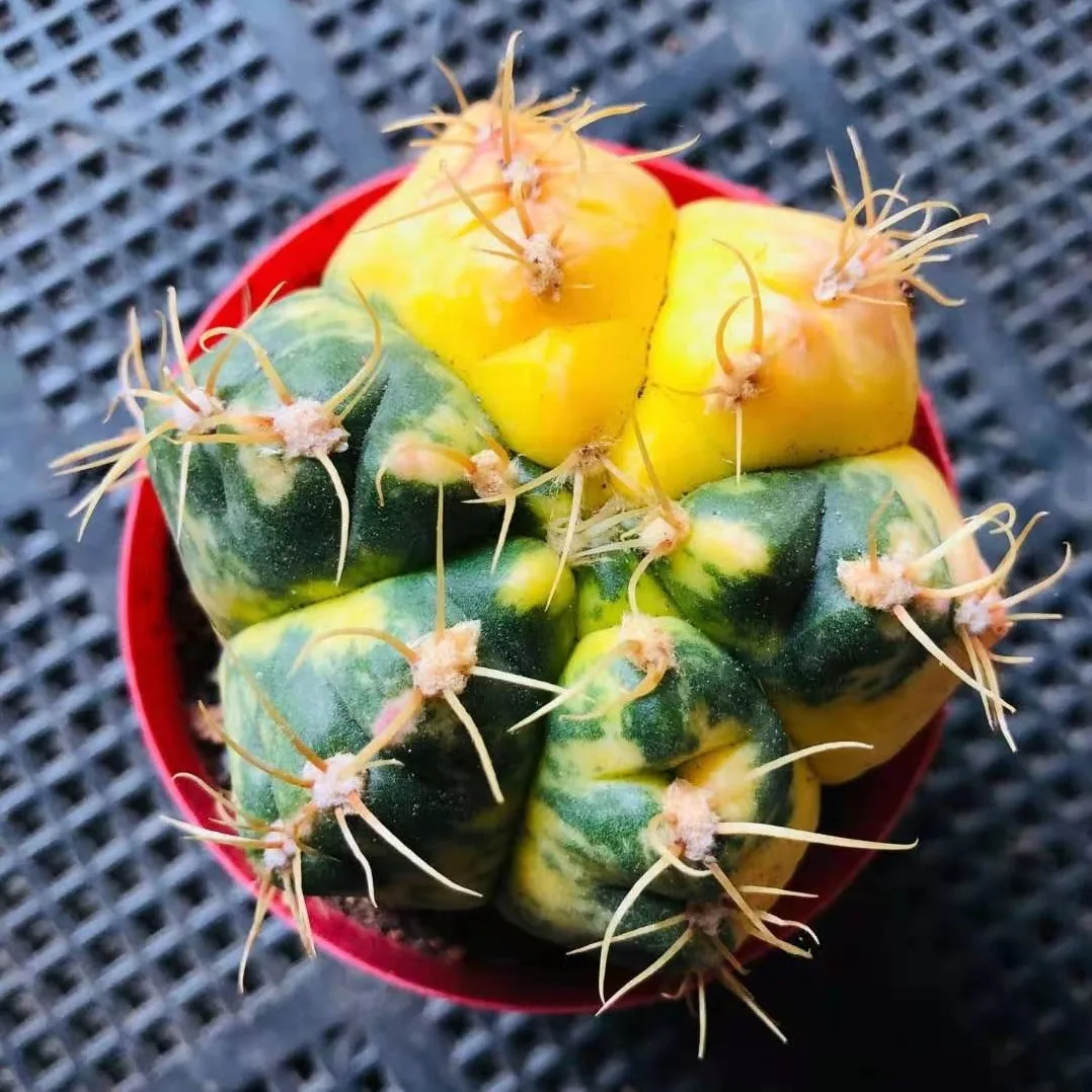 
Succulent plants wholesale sea Wang Jin cactus 6 cm or so take root potted plant radiation protection 