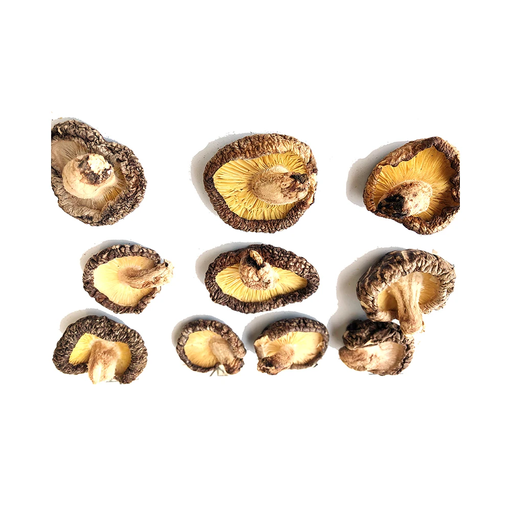 
Longevity secret Donko Champignon Mushroom Nutrition Cultivation In Japan 