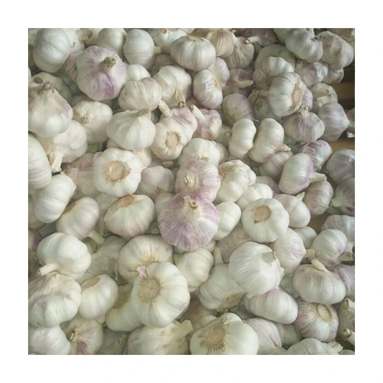 Factory Wholesale Fresh Garlic With Preferential Price Of Pure White Garlic From Chinese Garlic Suppliers