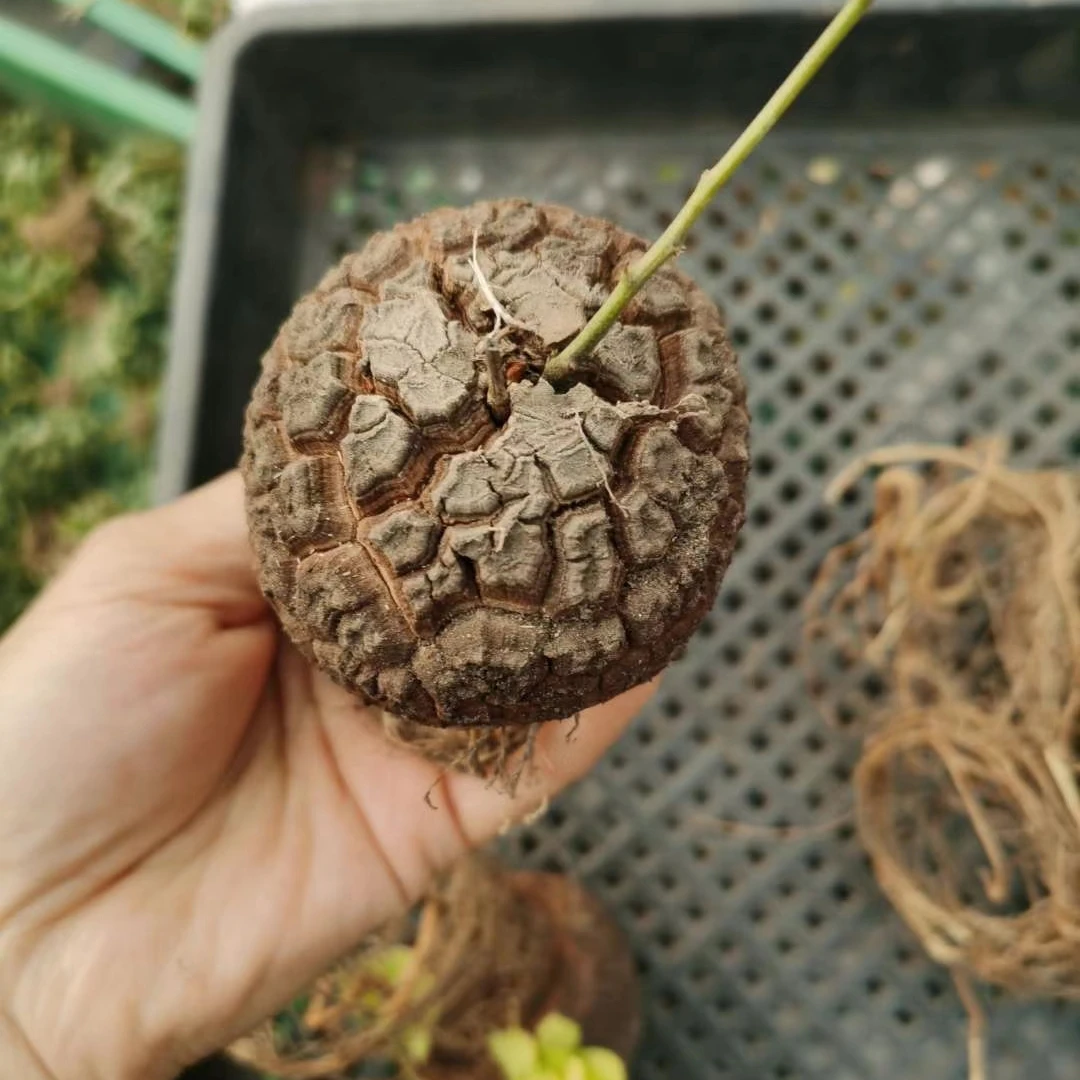 Оптовая продажа, кактус, реалистичные Мини кактусы, живые кактусы, суккуленты, растения для помещений, диоскорея, электрокактусы