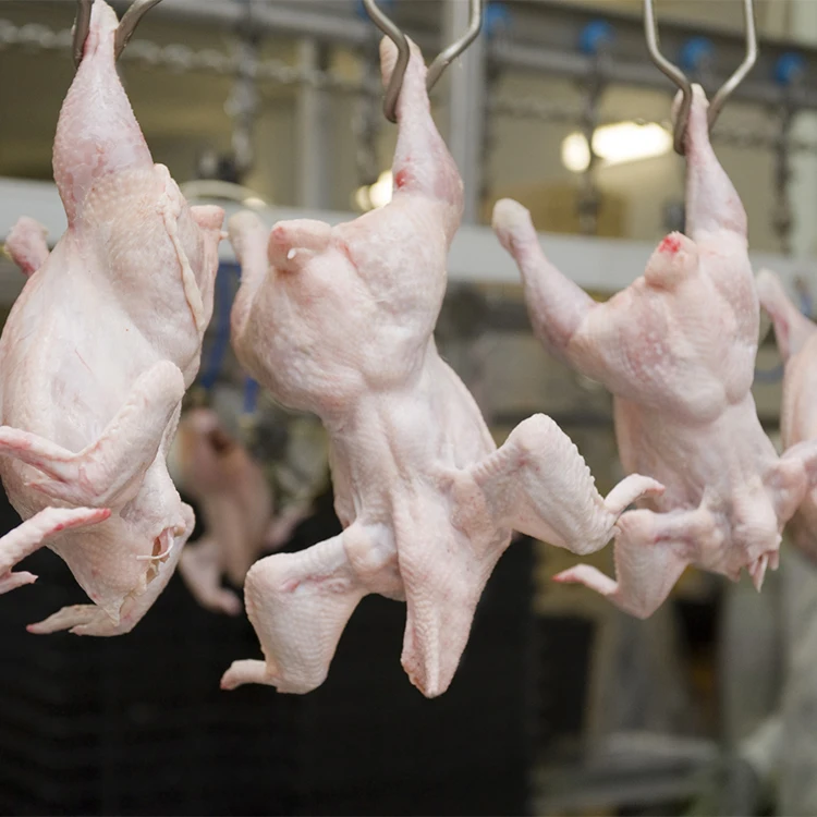 Оборудование для убоя домашней птицы из нержавеющей стали 1000 bph по лучшей цене