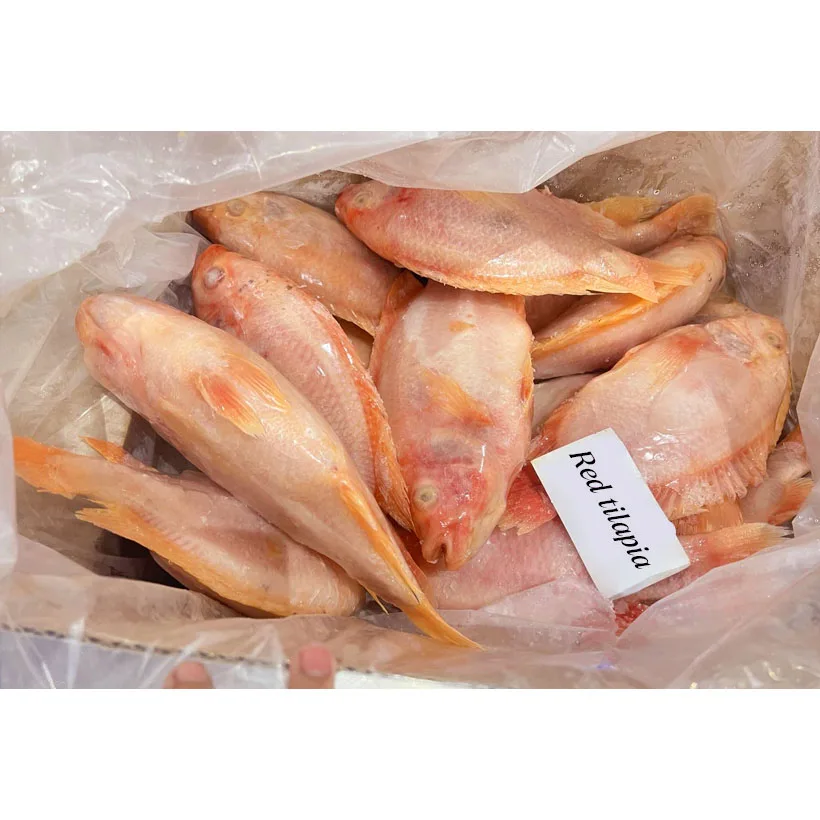Dondurulmus kirmizi tilapia gs red gutted scaled tilapia frozen red tilapia gs