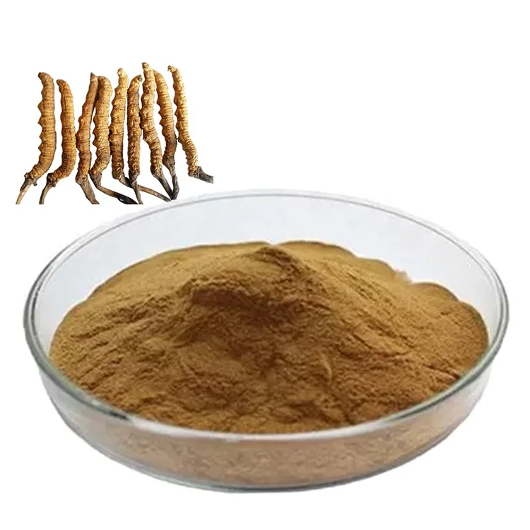 buy cordyceps capsule  militaris prix chinese organic herb dried flower natural oem supplement