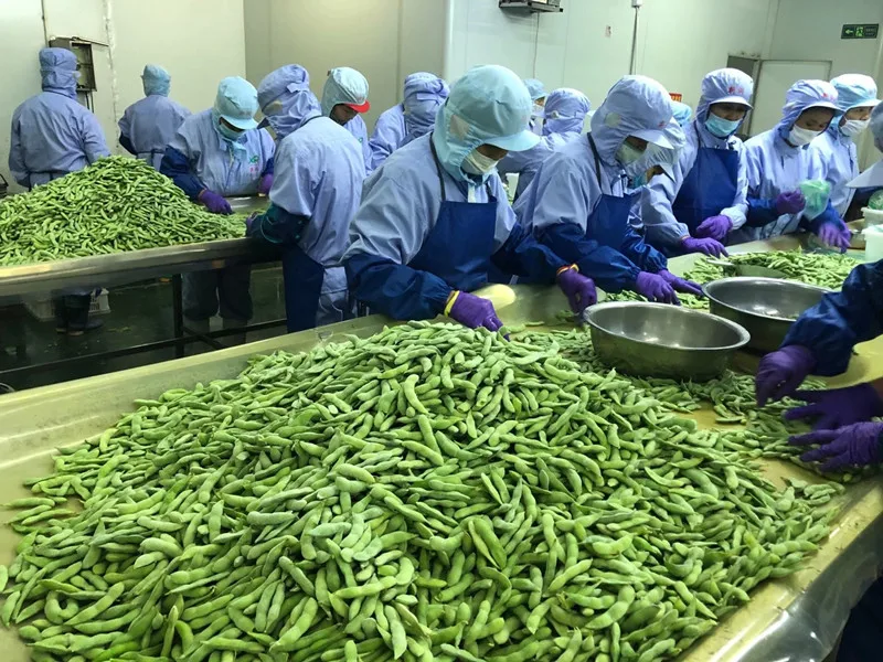 frozen edamame  frozen shelled edamame edamame bean frozen