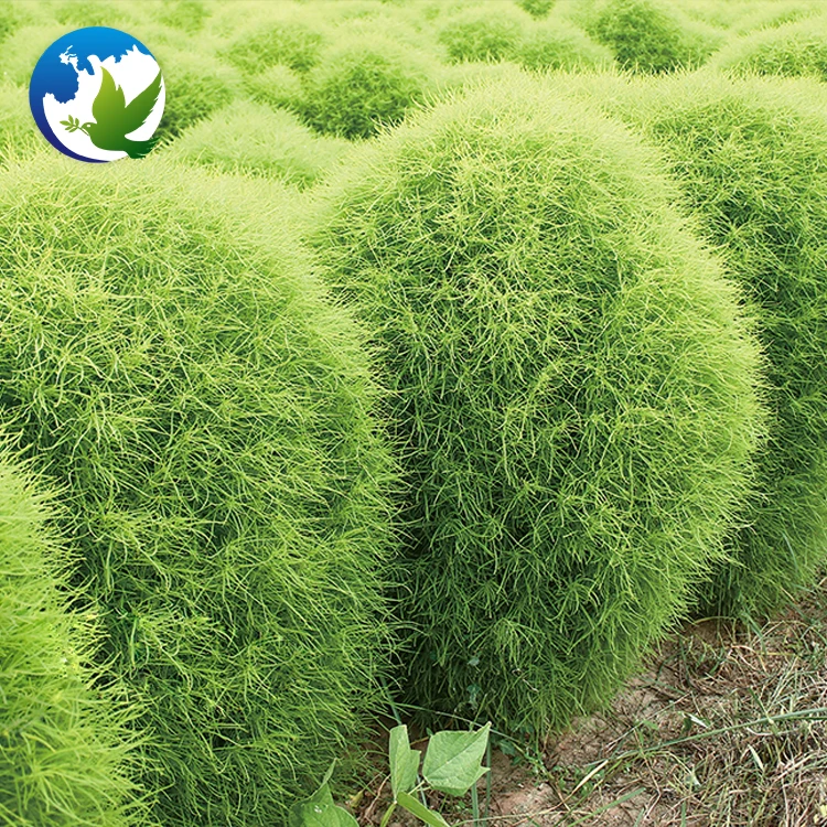 
Green Kochia Scoparia Schrad Seeds Special High Sprouting Rate Burning Bush Garden Flower Tree Seeds 
