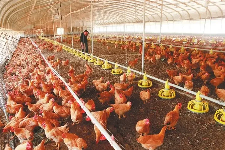 Steel frame chicken shed prefab poultry farm low cost chicken coop houses