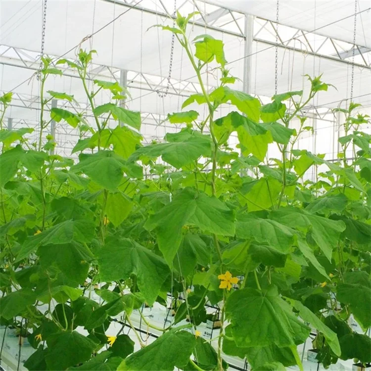 Tempered Glass Venlo Multi-Span Automatic Green House Commercial Hydroponics Glass Greenhouse