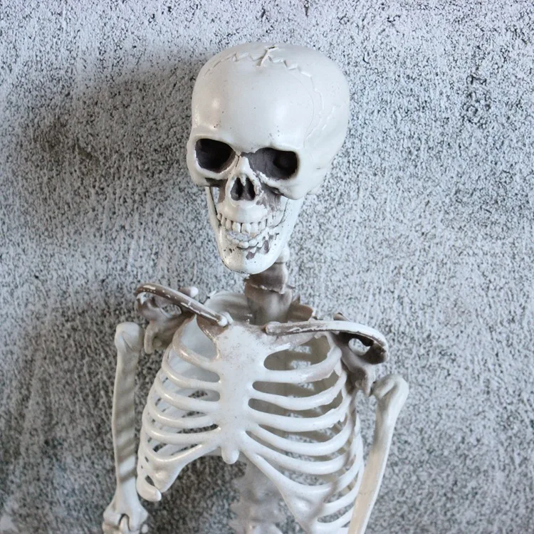 Halloween Plastic Human Realistic Skeletons Life Size Full Body Bones with Movable Joints for Halloween Props Spooky Scene