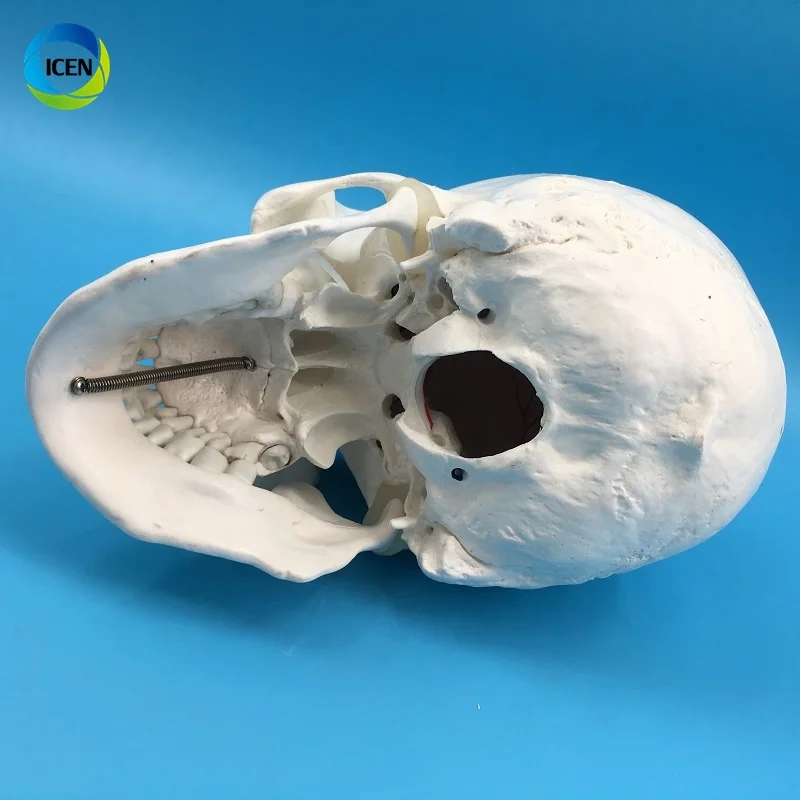 IN-M3 Human Skull Model 3-part Anatomical Model With Removable Skull Cranium Articulated Mandible For Medical Student Human