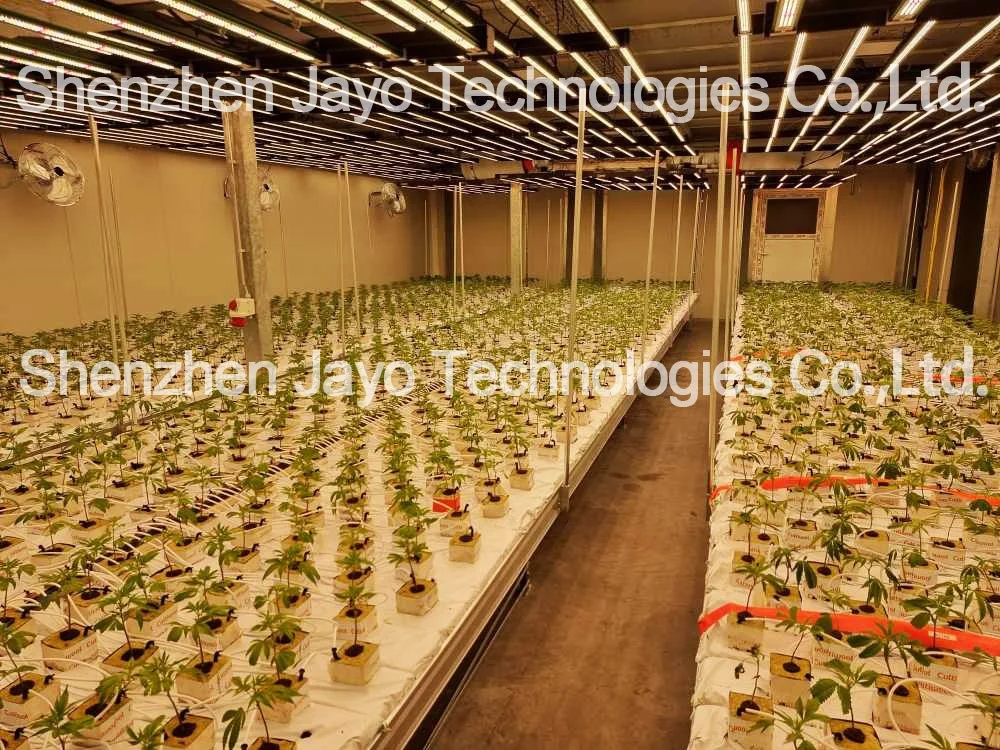 Most Popular Products Spider lm301b lm301h Full Spectrum 600W Indoor Plant Samsung Greenhouse LED Light