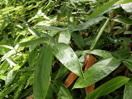 Japan eco friendly wholesale customizable bamboo cup with high quality