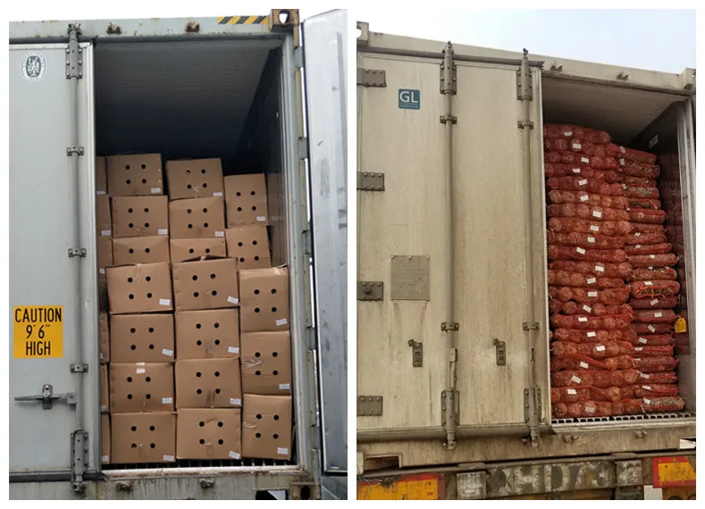 Easy cultivate high yield  factory direct sale  shiitake mushroom spawn champignon mushroom seeds