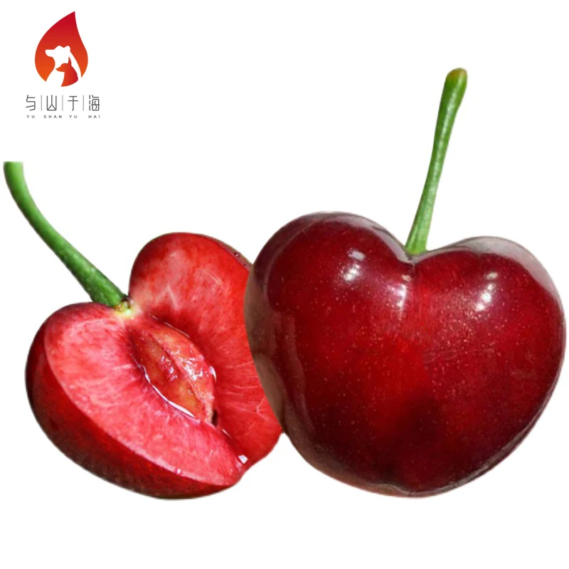 Sweet And Juicy Fresh Cherries Fruits Fresh Dark Red Cherries For Sale