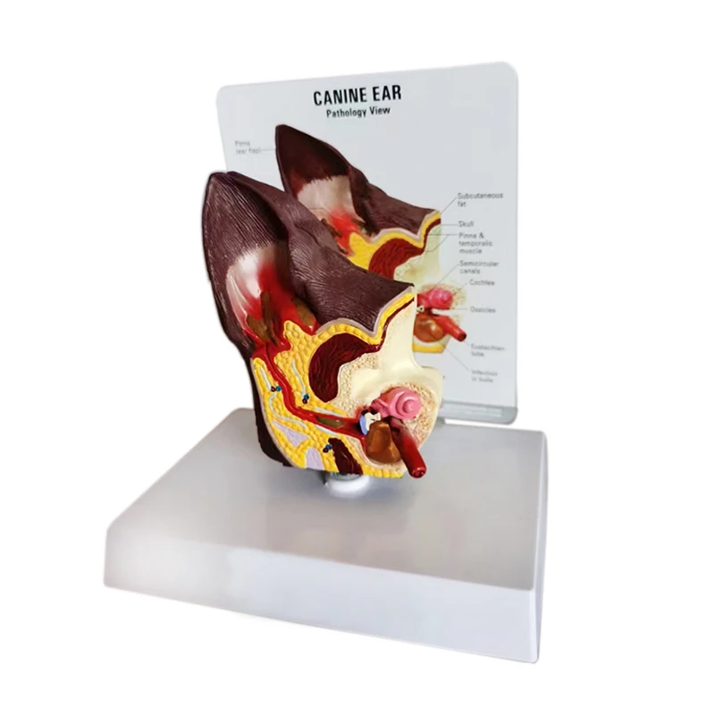 PVC artificial simulation canine bone elbow joint model for medical teaching