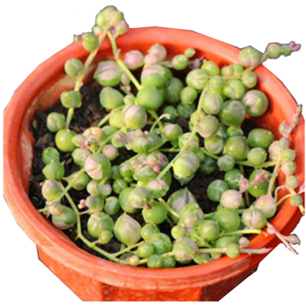 Сочные растения Senecio rowleyanus