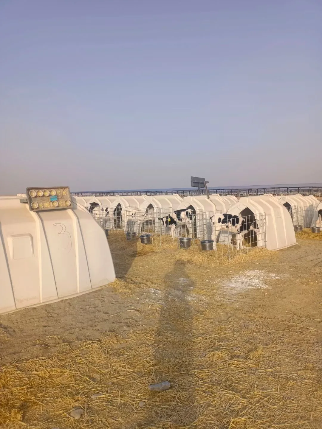 Cow Calf Hutches /houses