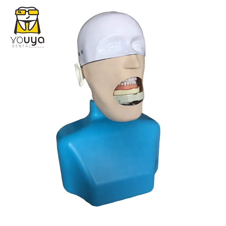Simulation Tooth Brushing Extraction Human 3 Dimensional Diseased Model