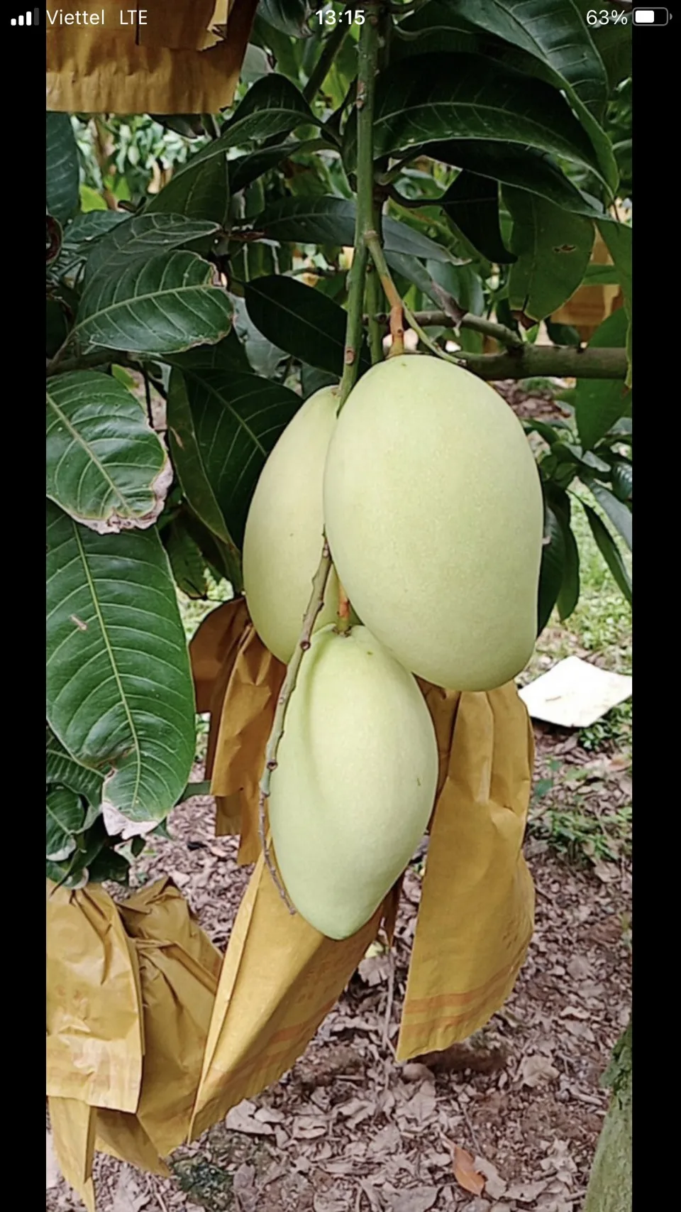 
Best Seller With Wholesale Good Prices High Quality Keo Mango Specializes From Vietnam Summer 2021 