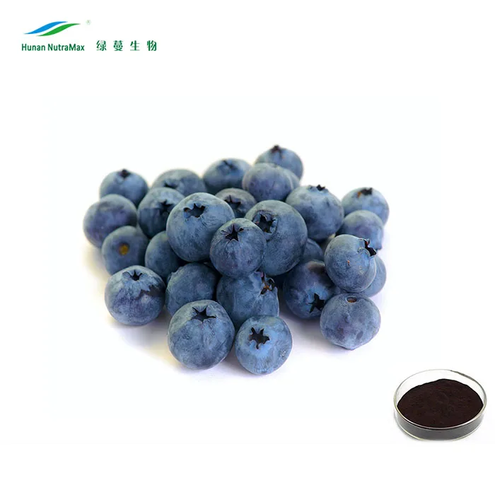 Plant Extract Bulk European Bilberry Extract Powder 4:1 to 20:1