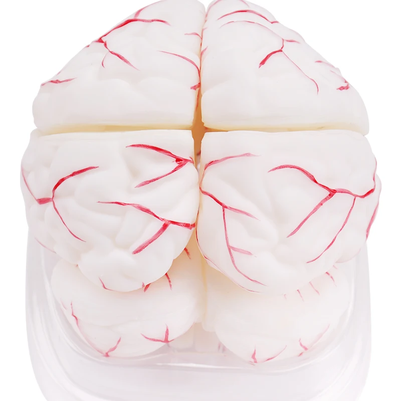 Medical biological anatomical model enlarged model of Brain anatomical model 8 parts